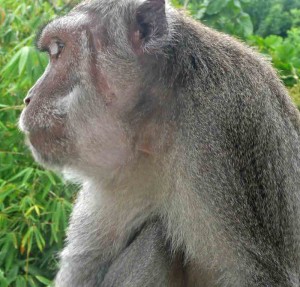 Lombok Monkey Business